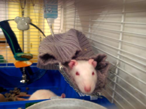 rats
