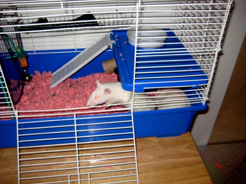 cage