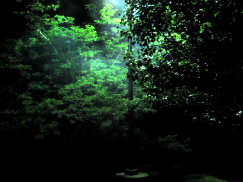 trees