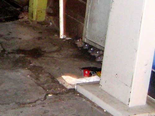 rats