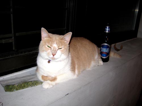 cat