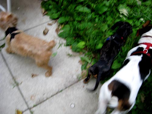 dogs