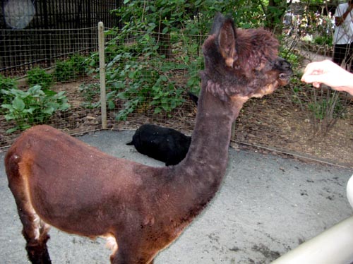 zoo