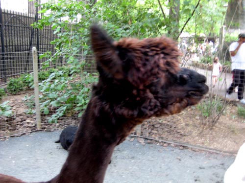 zoo