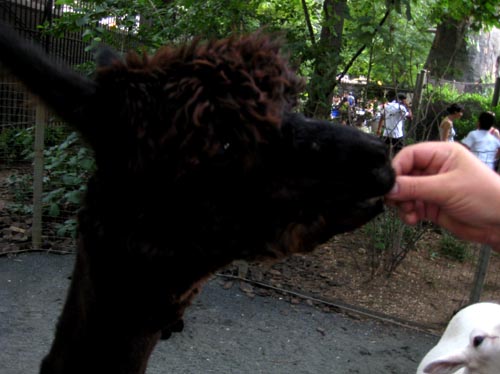 zoo