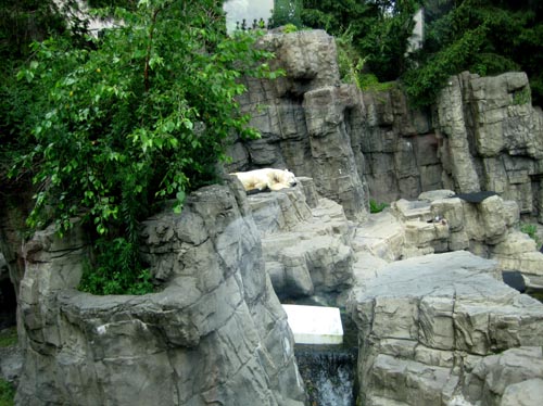 bear