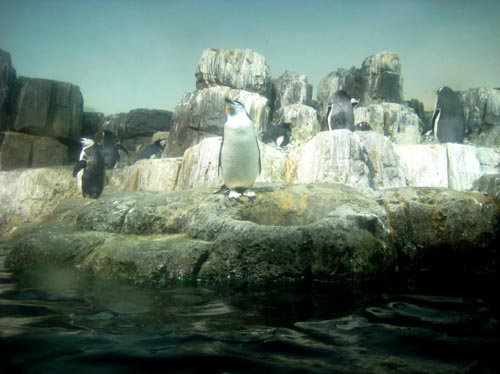 penguin