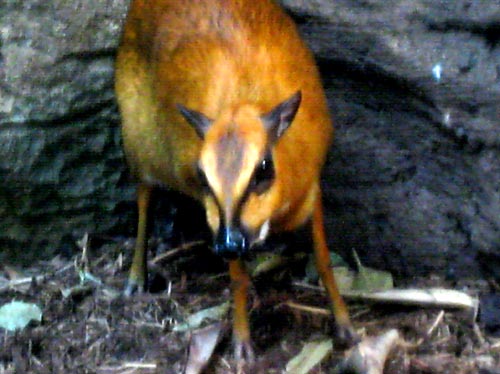 zoo