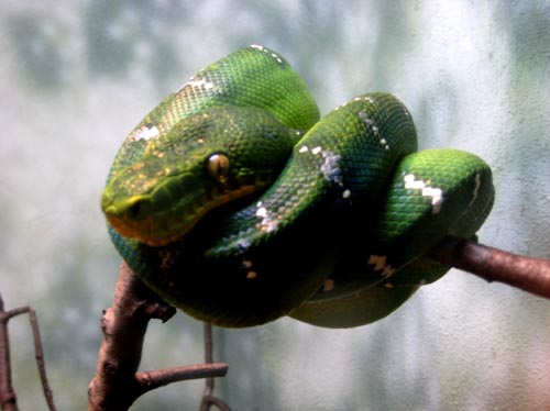 zoo