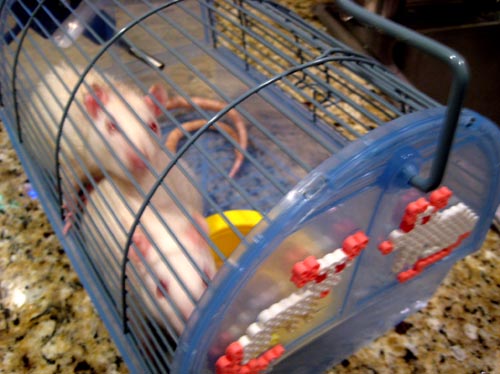 rats