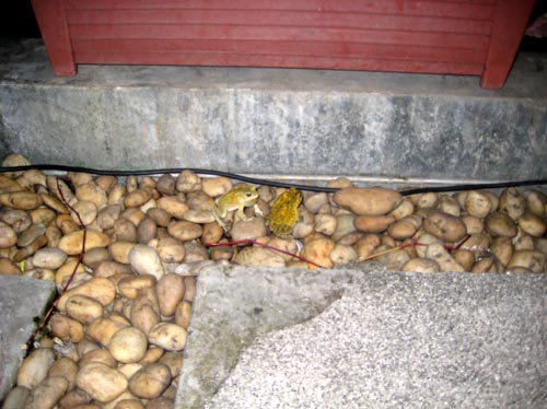 frog