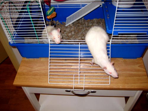 ratso, roxy