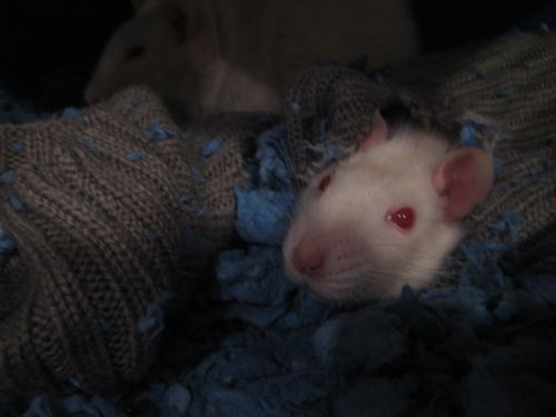 ratso