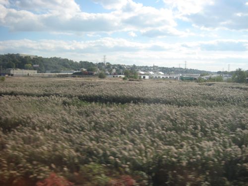 field