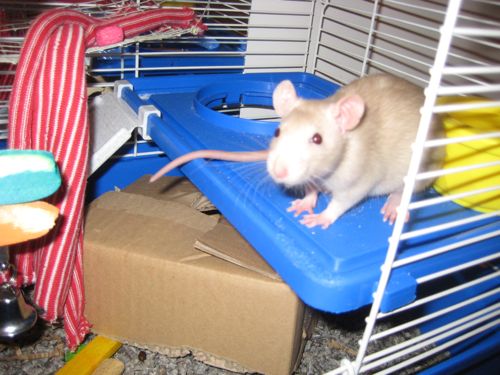 rats