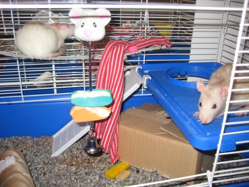 rats