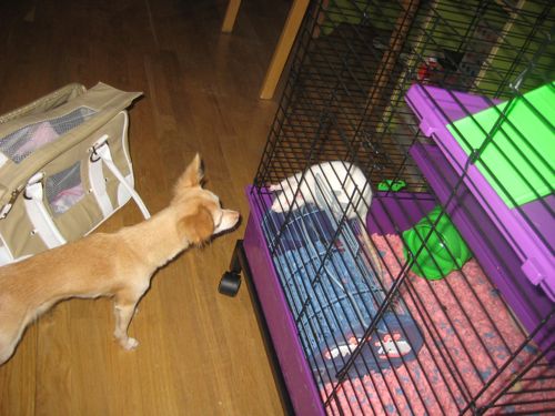 rats