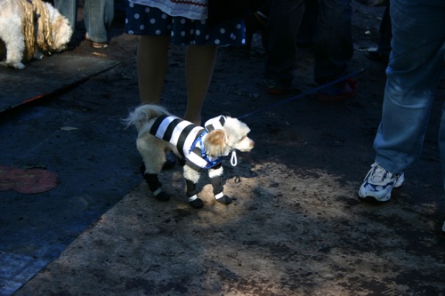 tompkins + halloween