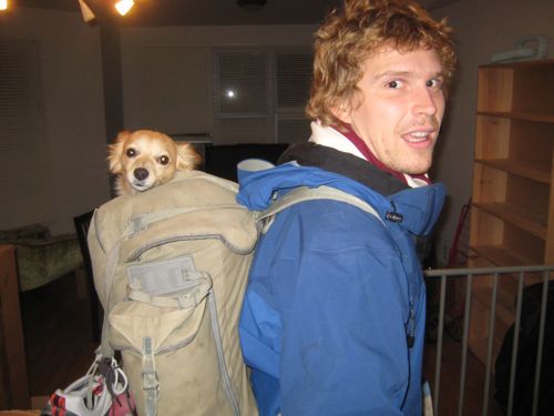 dog in a bag