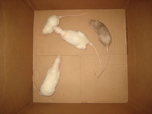 box