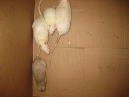 box