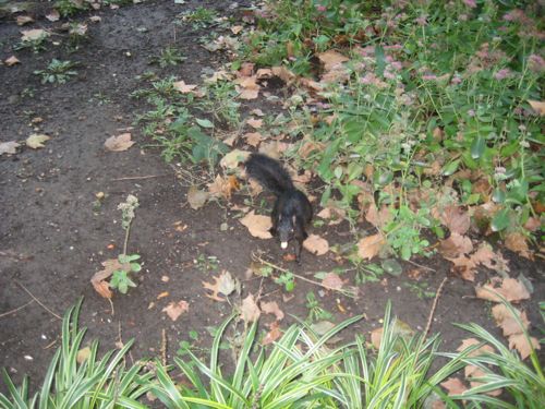 squirrel