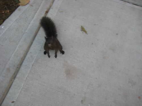 squirrel