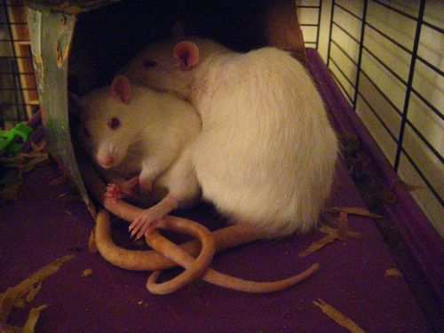 cuddle