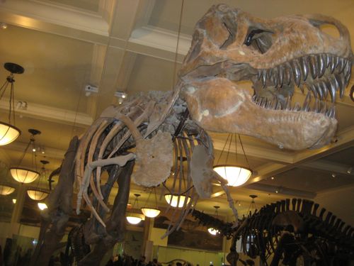 dino arm