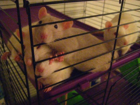 rats