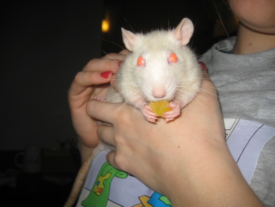 ratso