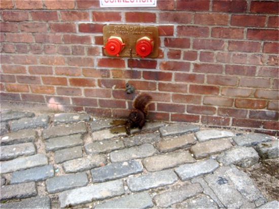 squirrel