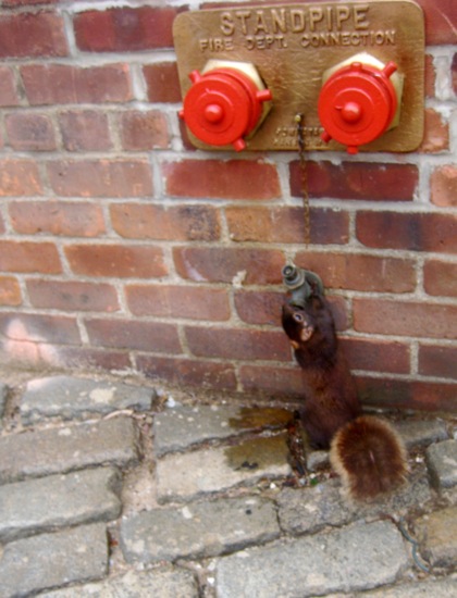 squirrel