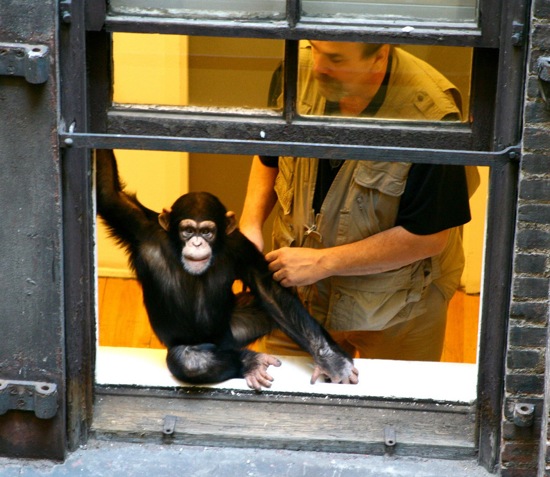 window