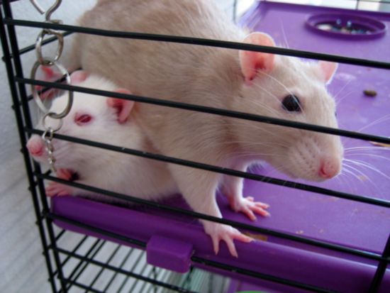 rats