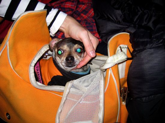 dog in a bag