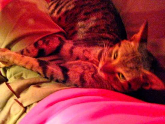 cat