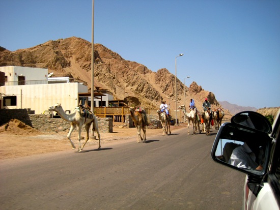 camel
