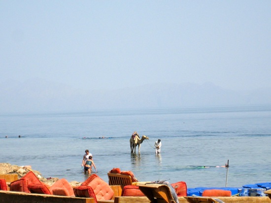 camel