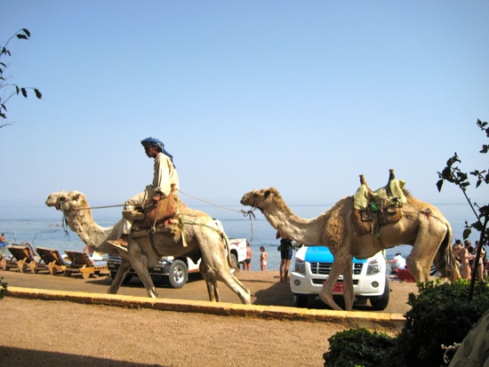camel