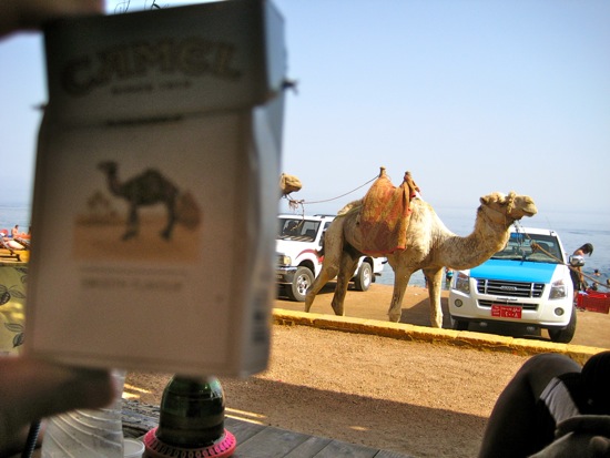 camel
