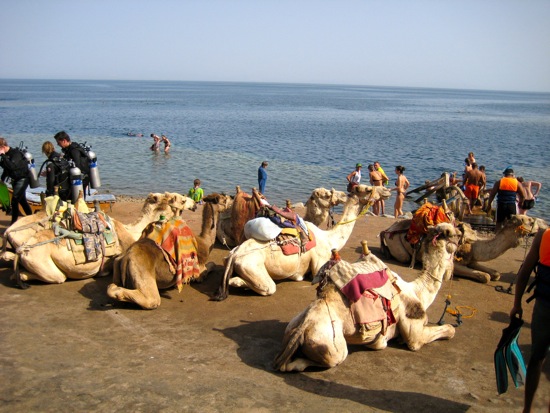 camel