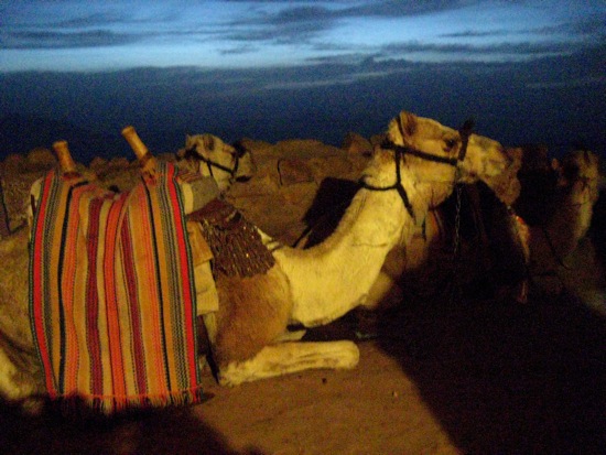 camel