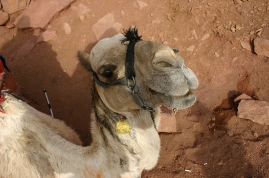 camel