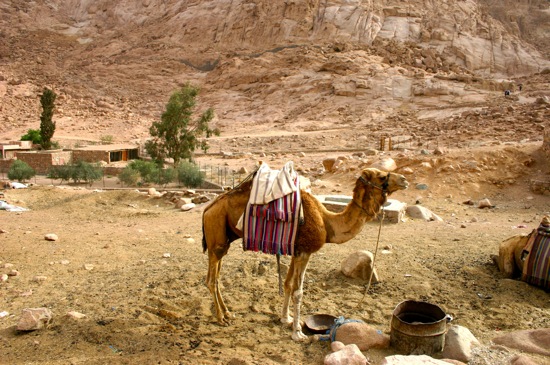 camel