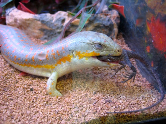 lizard