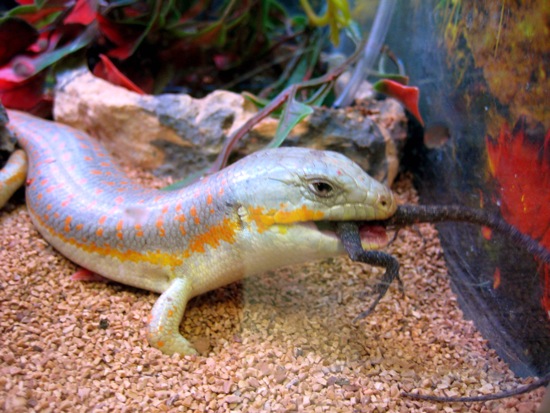 lizard