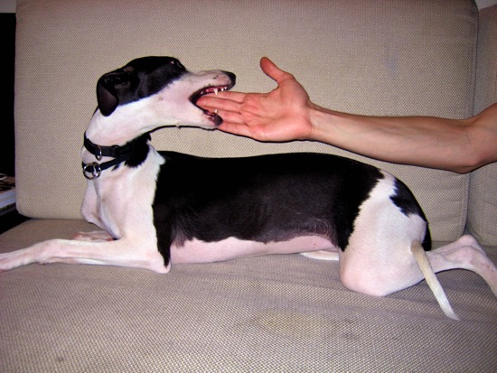 bite