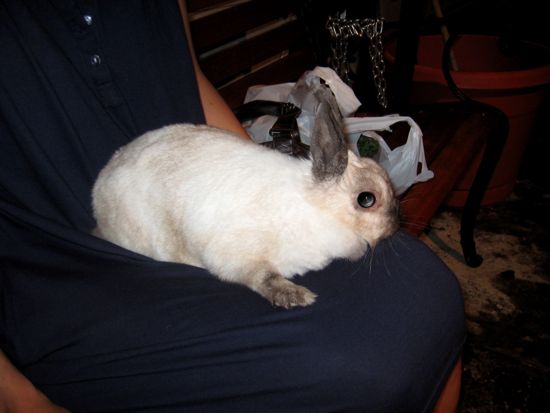 bunny