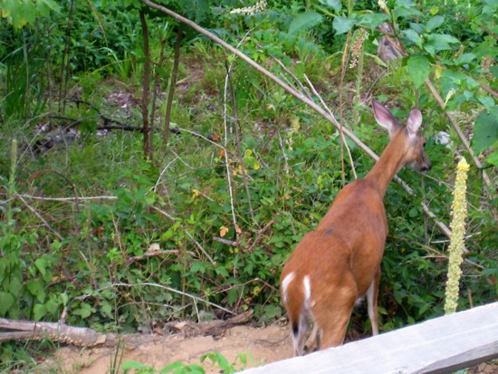 deer